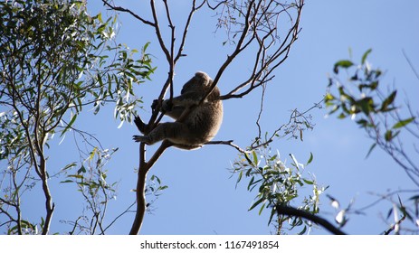 Koala in tree
