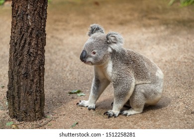 Koala walking on ground in nature