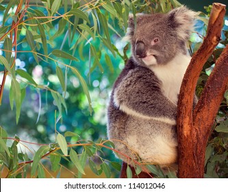 Koala,  Western Australia