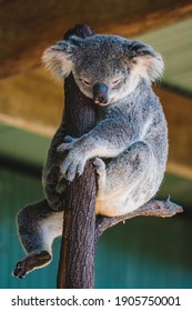 Koala At The Wildlife Habitat 