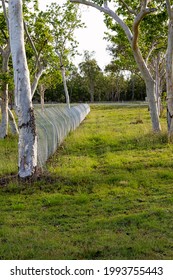 Koala And Wildlife Protection Fencing Beside A Busy Highway In Central Queensland, Australia.