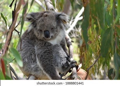 Koalas sleeping in the top of the tree
