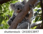 Koalas at Taronga Zoo, Sydney