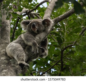 Koalas In The Trees, Austrailia