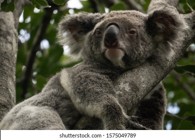 Koalas In The Trees, Austrailia