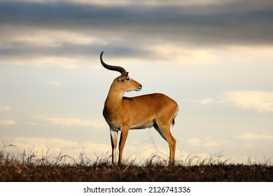 The Kob (Kobus kob) on the horizon on the burnt plains of East Africa. Great African antelope on the horizon with dramatic clouds in the background.