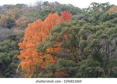 Kobe, Japan - Dec 2019 [Autumn/Winter Trees In Kobe Herb Gardens]