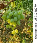 Kobzar grapes with large branched clusters, white oval berries, very tasty, beautiful bunch against the backdrop of the garden, nature