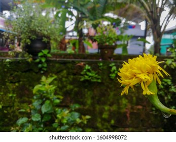 Kochi, Kerala India-october 3,2019:captured This Photograph Of A Yellow Flower At My Friends Garden At The Evening 