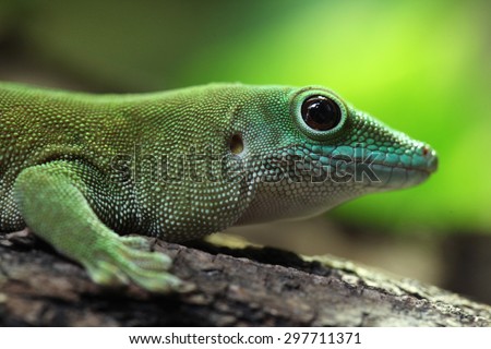 Koch's giant day gecko (Phelsuma madagascariensis kochi), also known as the Madagascar day gecko. Wildlife animal. 