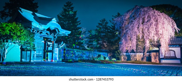 Kodaiji Temple (Kodai-ji) Cherry Blossom Light Up In Kyoto, Japan.