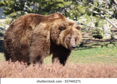  Kodiak Bear