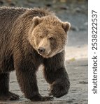 Kodiak bear up close walking along the beach and looking back