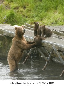 Kodiak Bear And Cubs