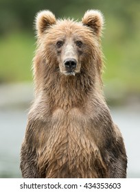 Kodiak Bear Standing