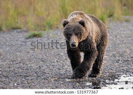 Kodiak Bear walking alongside river.