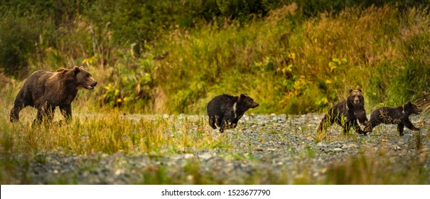Kodiak bears at play, feeding, moving down the river in the fall.