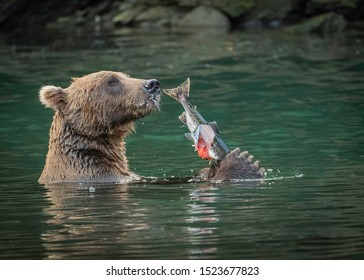 Kodiak bears at play, feeding, moving down the river in the fall.