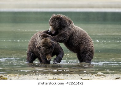 Kodiak の画像 写真素材 ベクター画像 Shutterstock