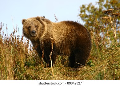 Kodiak Brown Bear Cup