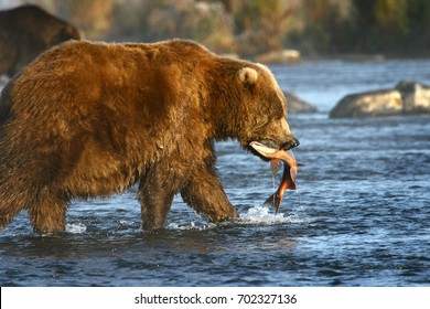 Kodiak brown bear fishing in Karluk River