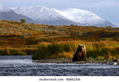 kodiak brown bear looking for salmon in the river