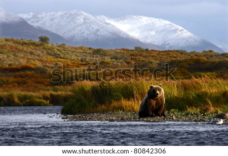 kodiak brown bear looking for salmon in the river