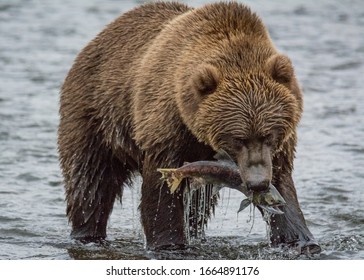 Kodiak Brown bear on kodiak island alaska in the summer
