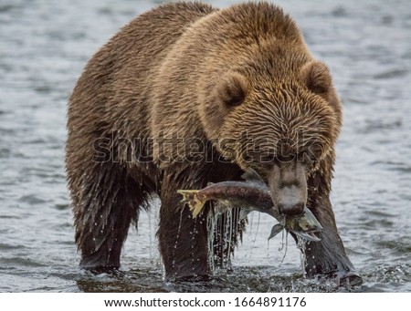 Kodiak Brown bear on kodiak island alaska in the summer