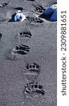 Kodiak Brown Bear tracks on the beach