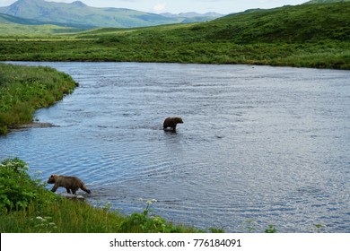 Kodiak Island Alaska Brown Bear and Cubs at Frazier Lake Salmon Fishing