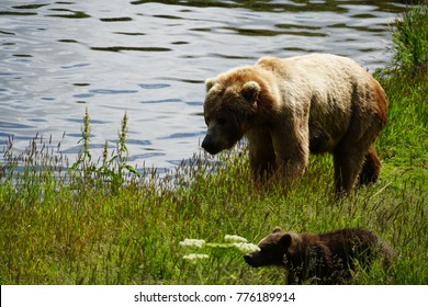 Kodiak Island Alaska Brown Bear and Cubs