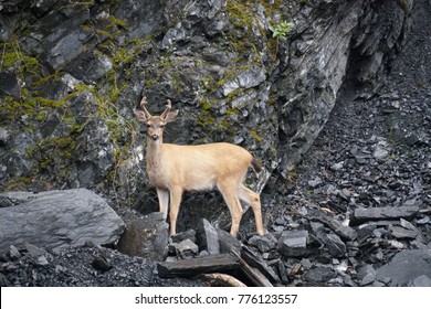 Kodiak Island Alaska Deer