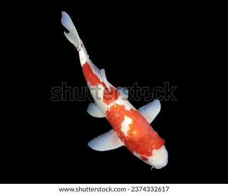 Kohaku koi carp fish with red and white is swimming in carp pond, countryside park. Isolated, on black background, clipping path, photograph.