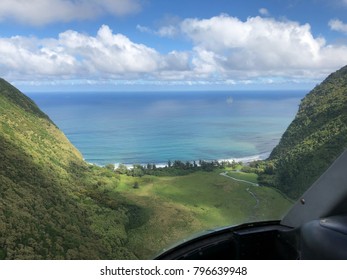 Kohala Forest On The Big Island Of Hawaii