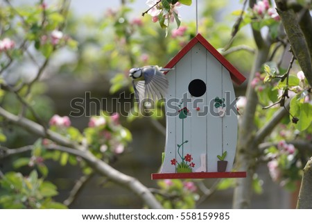 kohlmeise (bird) at nesting box