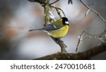 Kohlmeise im Januar im Winter bei Schnee auf einem Ast. Wildvogel Gartenvogel Vogel bunte Federn, gelb blau schwarz Meise