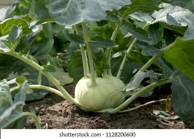 Kohlrabi cabbage growing in garden. Kohlrabi or turnip cabbage in vegetable bed.

