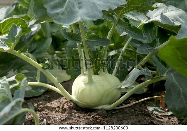 Kohlrabi cabbage growing in garden. Kohlrabi or\
turnip cabbage in vegetable\
bed.\
