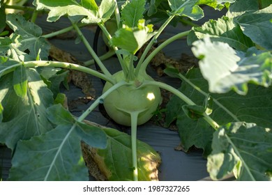 Kohlrabi Cabbage Or Turnip Plant Growing In In The Garden.