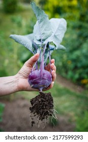 Kohlrabi in female hand. Woman harvesting ripe organic purple kohlrabi from vegetable garden