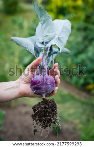 Kohlrabi in female hand. Woman harvesting ripe organic purple kohlrabi from vegetable garden