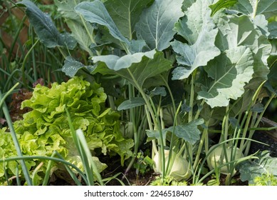 Kohlrabi and green lettuce in your own garden ready for harvest - Shutterstock ID 2246518407