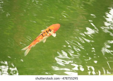 A koi
