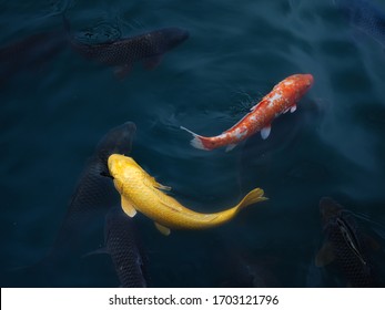 Koi Carp Fish Swimming In The Clear Pond In Japan