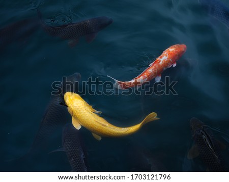 Koi Carp fish swimming in the clear pond in Japan
