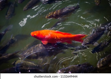 Koi carp in the lake