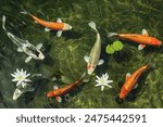 Koi carp seen from above in a clear pond with some water lilies