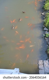 Koi carps, bleaks and ducks. View from the bridge. - Shutterstock ID 2064036164