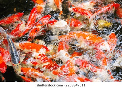 Koi Carps Fish  swimming the pond. - Shutterstock ID 2258349511